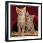 Domestic Cat, Portrait of Ginger and Spotted-Tabby Kittens Under Red Velours Curtain-Jane Burton-Framed Premium Photographic Print