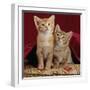 Domestic Cat, Portrait of Ginger and Spotted-Tabby Kittens Under Red Velours Curtain-Jane Burton-Framed Premium Photographic Print