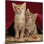 Domestic Cat, Portrait of Ginger and Spotted-Tabby Kittens Under Red Velours Curtain-Jane Burton-Mounted Premium Photographic Print