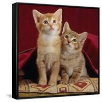 Domestic Cat, Portrait of Ginger and Spotted-Tabby Kittens Under Red Velours Curtain-Jane Burton-Framed Stretched Canvas