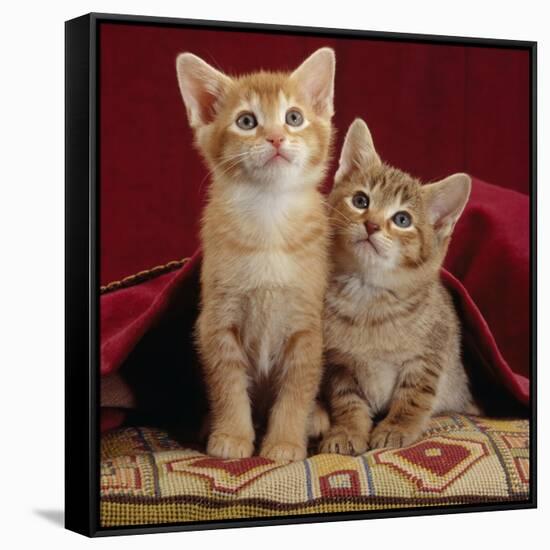 Domestic Cat, Portrait of Ginger and Spotted-Tabby Kittens Under Red Velours Curtain-Jane Burton-Framed Stretched Canvas