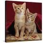Domestic Cat, Portrait of Ginger and Spotted-Tabby Kittens Under Red Velours Curtain-Jane Burton-Stretched Canvas