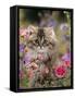 Domestic Cat, Portrait of Long Haired Tabby Persian Kitten Among Dwarf Roses and Bellflowers-Jane Burton-Framed Stretched Canvas