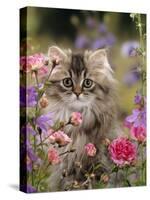 Domestic Cat, Portrait of Long Haired Tabby Persian Kitten Among Dwarf Roses and Bellflowers-Jane Burton-Stretched Canvas