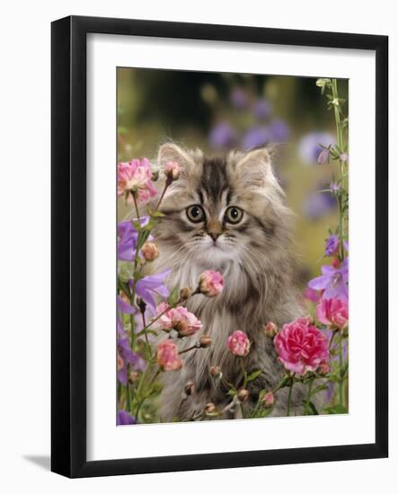 Domestic Cat, Portrait of Long Haired Tabby Persian Kitten Among Dwarf Roses and Bellflowers-Jane Burton-Framed Photographic Print