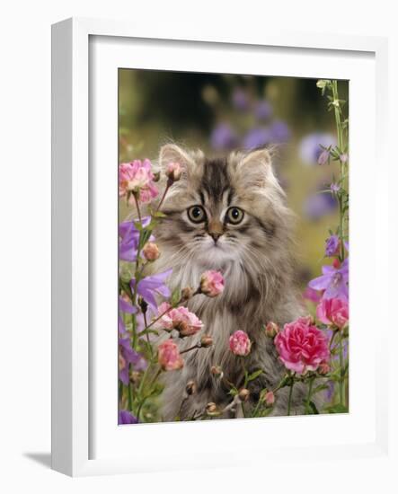 Domestic Cat, Portrait of Long Haired Tabby Persian Kitten Among Dwarf Roses and Bellflowers-Jane Burton-Framed Photographic Print