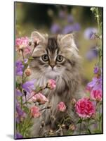 Domestic Cat, Portrait of Long Haired Tabby Persian Kitten Among Dwarf Roses and Bellflowers-Jane Burton-Mounted Photographic Print