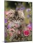 Domestic Cat, Portrait of Long Haired Tabby Persian Kitten Among Dwarf Roses and Bellflowers-Jane Burton-Mounted Photographic Print