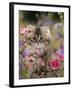 Domestic Cat, Portrait of Long Haired Tabby Persian Kitten Among Dwarf Roses and Bellflowers-Jane Burton-Framed Photographic Print