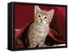 Domestic Cat, Portrait of Oriental Brown Spotted Tabby Kitten Under Red Velours Curtain-Jane Burton-Framed Stretched Canvas