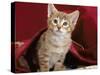 Domestic Cat, Portrait of Oriental Brown Spotted Tabby Kitten Under Red Velours Curtain-Jane Burton-Stretched Canvas