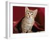 Domestic Cat, Portrait of Oriental Brown Spotted Tabby Kitten Under Red Velours Curtain-Jane Burton-Framed Photographic Print