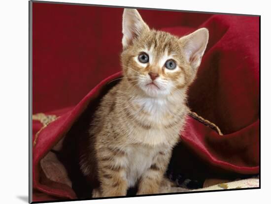 Domestic Cat, Portrait of Oriental Brown Spotted Tabby Kitten Under Red Velours Curtain-Jane Burton-Mounted Photographic Print