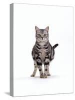 Domestic Cat, Pregnant Silver Tabby British Shorthair Female-Jane Burton-Stretched Canvas