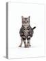 Domestic Cat, Pregnant Silver Tabby British Shorthair Female-Jane Burton-Stretched Canvas