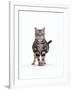 Domestic Cat, Pregnant Silver Tabby British Shorthair Female-Jane Burton-Framed Photographic Print