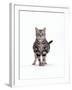 Domestic Cat, Pregnant Silver Tabby British Shorthair Female-Jane Burton-Framed Photographic Print