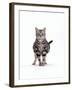 Domestic Cat, Pregnant Silver Tabby British Shorthair Female-Jane Burton-Framed Photographic Print