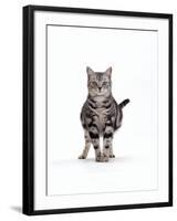 Domestic Cat, Pregnant Silver Tabby British Shorthair Female-Jane Burton-Framed Photographic Print