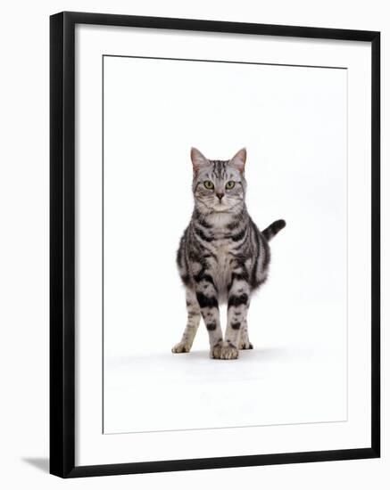 Domestic Cat, Pregnant Silver Tabby British Shorthair Female-Jane Burton-Framed Photographic Print