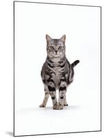 Domestic Cat, Pregnant Silver Tabby British Shorthair Female-Jane Burton-Mounted Photographic Print