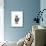 Domestic Cat, Pregnant Silver Tabby British Shorthair Female-Jane Burton-Mounted Photographic Print displayed on a wall