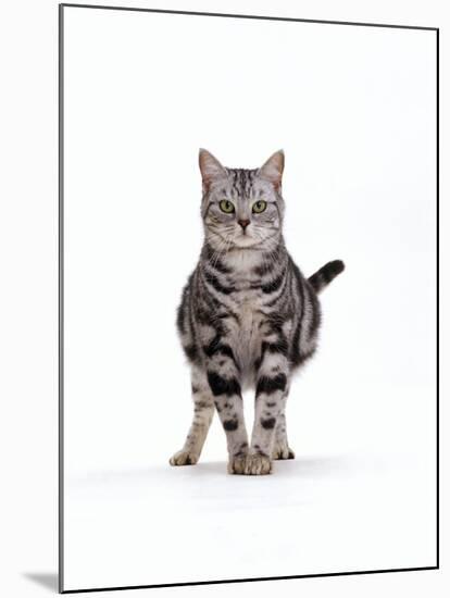 Domestic Cat, Pregnant Silver Tabby British Shorthair Female-Jane Burton-Mounted Photographic Print