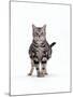 Domestic Cat, Pregnant Silver Tabby British Shorthair Female-Jane Burton-Mounted Photographic Print