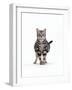 Domestic Cat, Pregnant Silver Tabby British Shorthair Female-Jane Burton-Framed Photographic Print