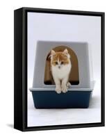 Domestic Cat, Red-And-White Kitten Coming out of Igloo Cat Litter Tray-Jane Burton-Framed Stretched Canvas