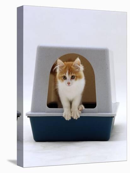 Domestic Cat, Red-And-White Kitten Coming out of Igloo Cat Litter Tray-Jane Burton-Stretched Canvas