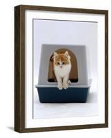 Domestic Cat, Red-And-White Kitten Coming out of Igloo Cat Litter Tray-Jane Burton-Framed Photographic Print