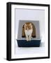 Domestic Cat, Red-And-White Kitten Coming out of Igloo Cat Litter Tray-Jane Burton-Framed Photographic Print