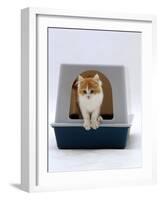Domestic Cat, Red-And-White Kitten Coming out of Igloo Cat Litter Tray-Jane Burton-Framed Photographic Print