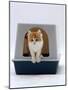 Domestic Cat, Red-And-White Kitten Coming out of Igloo Cat Litter Tray-Jane Burton-Mounted Photographic Print