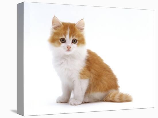 Domestic Cat, Red Bicolour Kitten Sitting-Jane Burton-Stretched Canvas