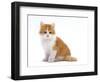 Domestic Cat, Red Bicolour Kitten Sitting-Jane Burton-Framed Premium Photographic Print