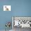 Domestic Cat, Red Bicolour Kitten Sitting-Jane Burton-Photographic Print displayed on a wall