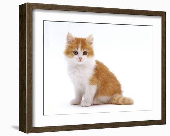 Domestic Cat, Red Bicolour Kitten Sitting-Jane Burton-Framed Photographic Print