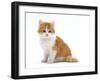 Domestic Cat, Red Bicolour Kitten Sitting-Jane Burton-Framed Photographic Print