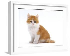 Domestic Cat, Red Bicolour Kitten Sitting-Jane Burton-Framed Photographic Print