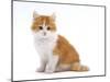 Domestic Cat, Red Bicolour Kitten Sitting-Jane Burton-Mounted Photographic Print