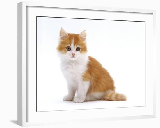 Domestic Cat, Red Bicolour Kitten Sitting-Jane Burton-Framed Photographic Print