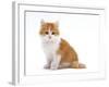 Domestic Cat, Red Bicolour Kitten Sitting-Jane Burton-Framed Photographic Print