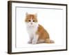 Domestic Cat, Red Bicolour Kitten Sitting-Jane Burton-Framed Photographic Print