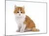 Domestic Cat, Red Bicolour Kitten Sitting-Jane Burton-Mounted Photographic Print