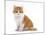 Domestic Cat, Red Bicolour Kitten Sitting-Jane Burton-Mounted Photographic Print