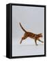 Domestic Cat, Red Tabby Kitten Running Profile-Jane Burton-Framed Stretched Canvas