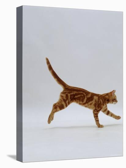 Domestic Cat, Red Tabby Kitten Running Profile-Jane Burton-Stretched Canvas