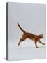 Domestic Cat, Red Tabby Kitten Running Profile-Jane Burton-Stretched Canvas